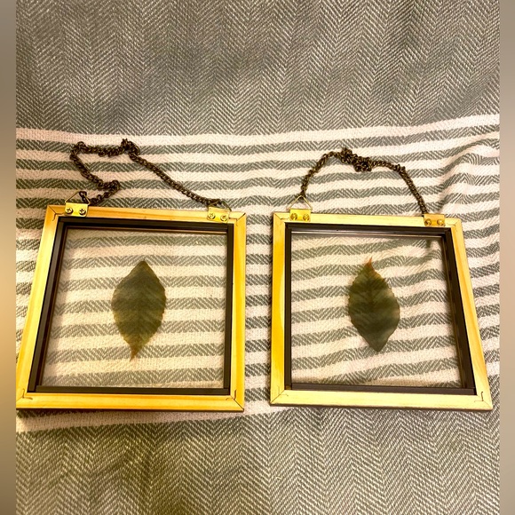2 Leaf Pressings in Glass with Wooden Frames - Picture 4 of 4